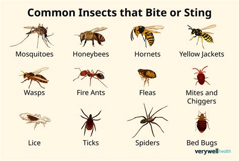 bug bites in georgia