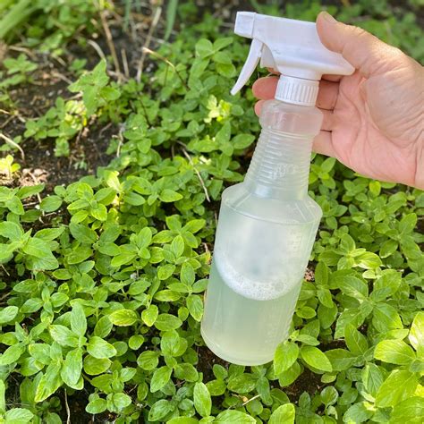 bug spray for outdoor plants