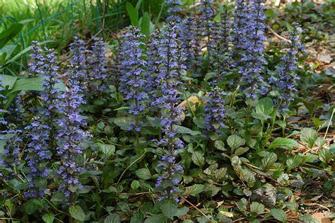 bugleweed seeds