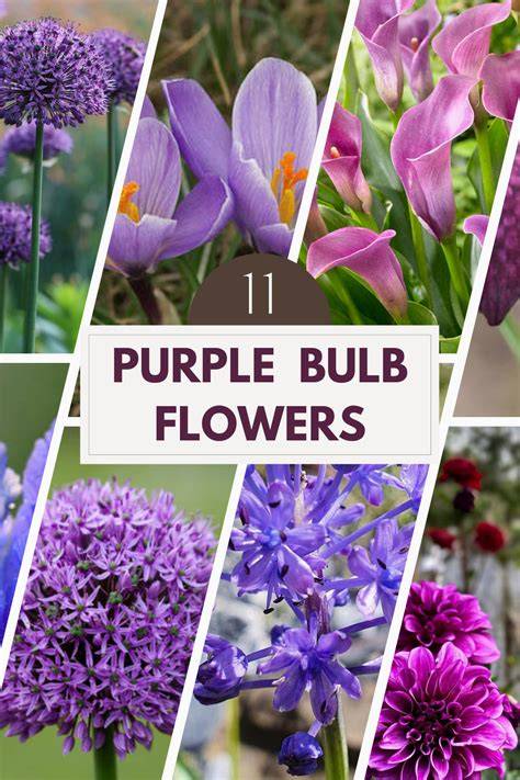 bulb flowers purple