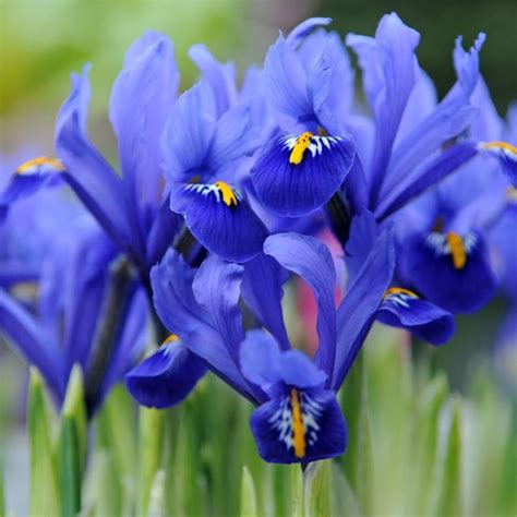 bulbous iris