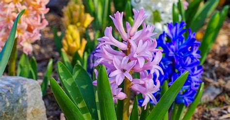 bulbs to plant in spring