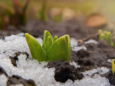 bulbs under snow