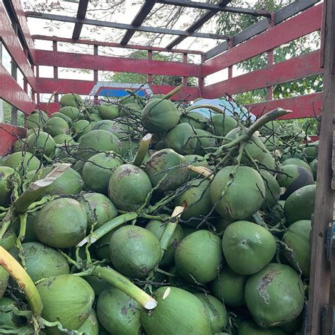 bulk coconut suppliers