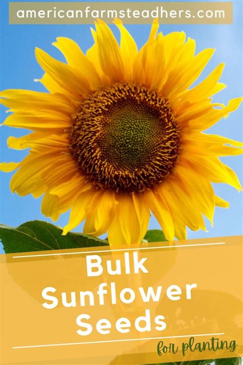 bulk sunflower seeds for planting