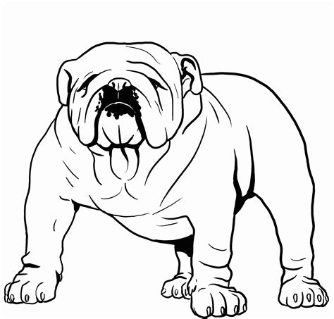 bull dog coloring pages