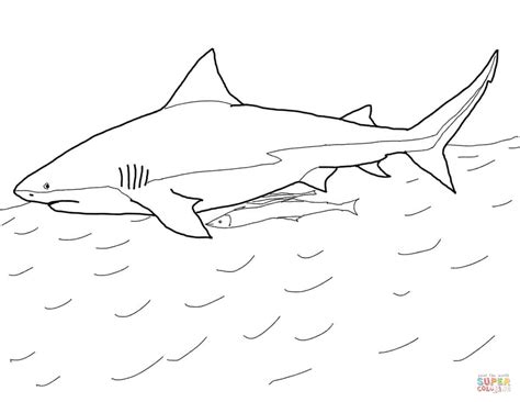 bull shark coloring pages