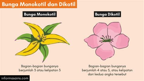Bunga dikotil dan monokotil