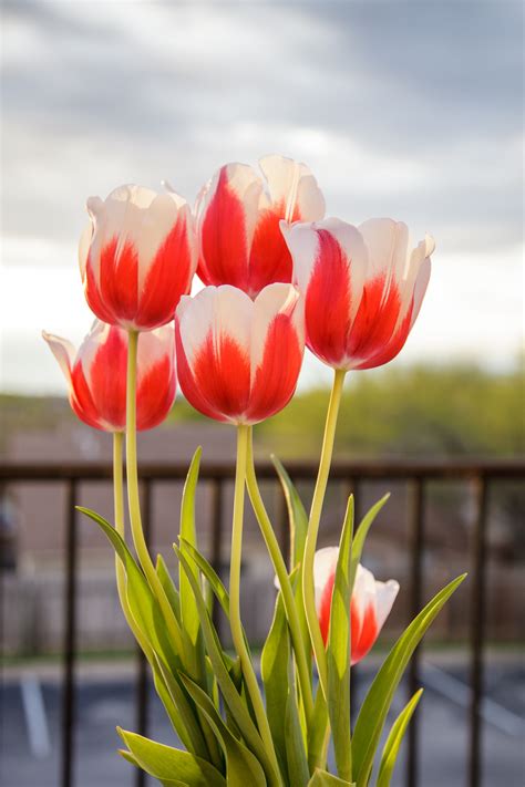 Bunga Tulip
