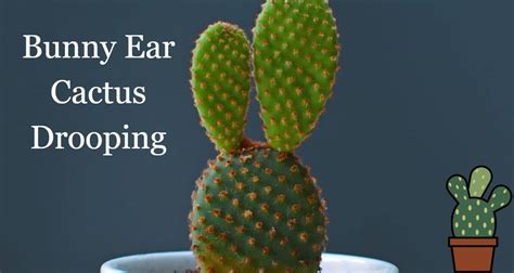 bunny ear cactus drooping