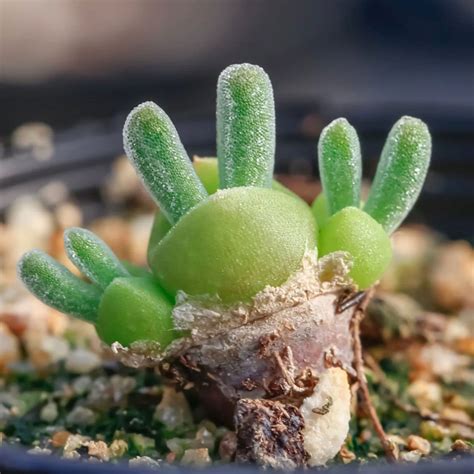 bunny succulent