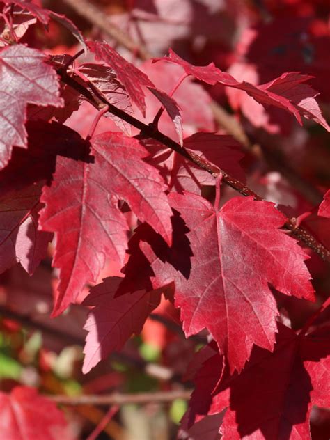 burgundy maple tree