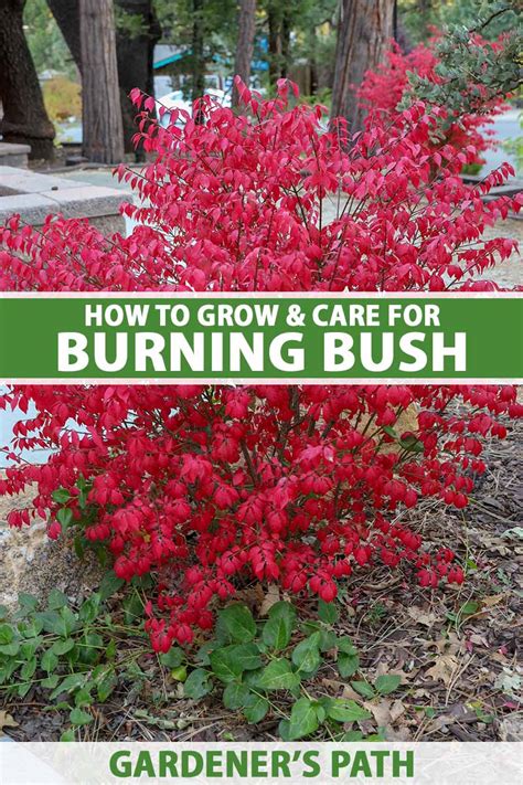 burning bush care