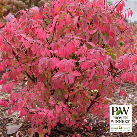 burning bush deer resistant