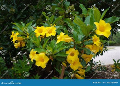bush allamanda