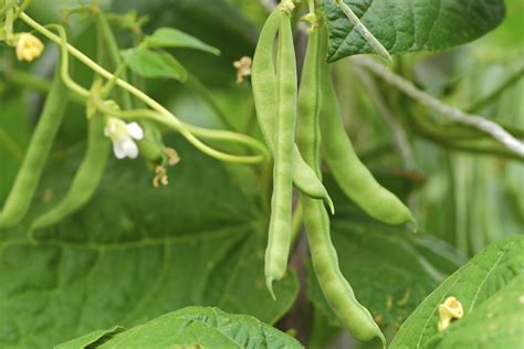 bush bean companion plants