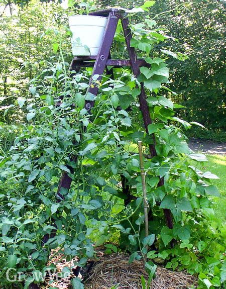 bush beans and tomatoes companion planting