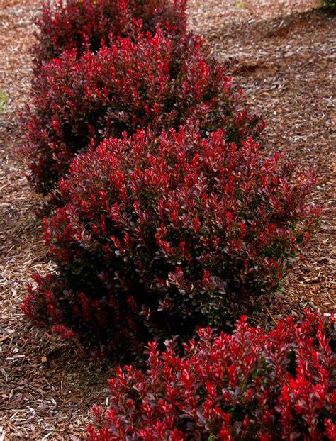 bushes with red foliage