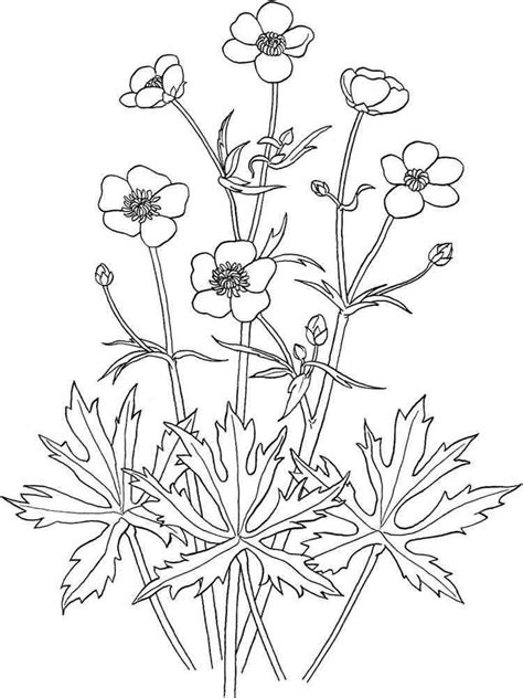 buttercup coloring pages