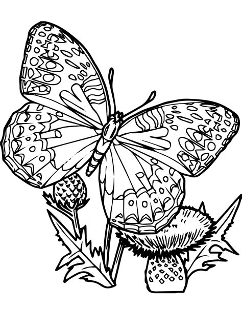 butterfly coloring book pages