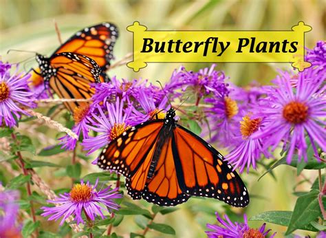 butterfly friendly plants