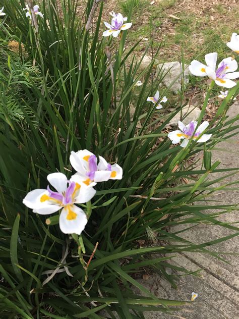 butterfly iris