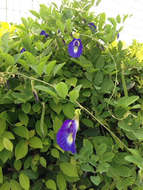 butterfly pea companion plant