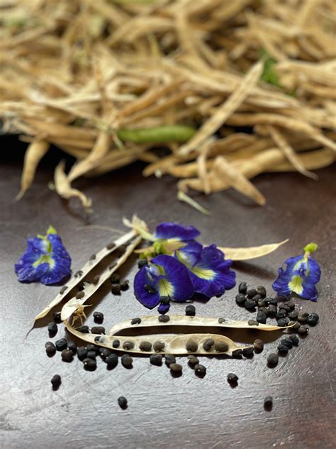 butterfly pea seeds