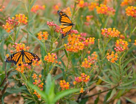 butterfly perennials