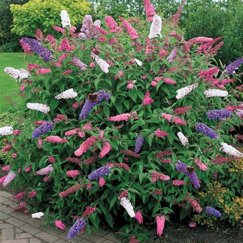 butterfly plants for sale