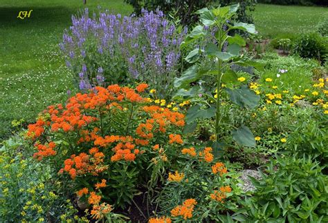 butterfly weed companion plants