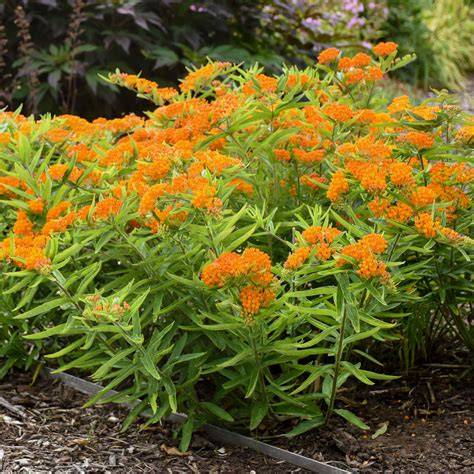 butterfly weeds