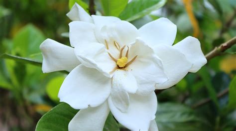 button gardenia