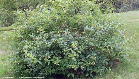 buttonbush companion plants