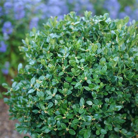 buxus microphylla