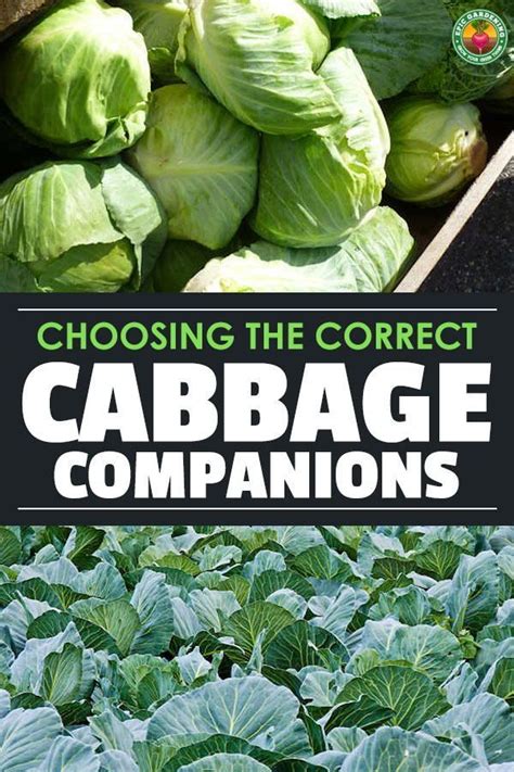 cabbage companion