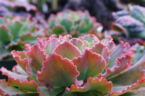 cabbage succulent