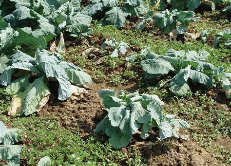 cabbage wilting
