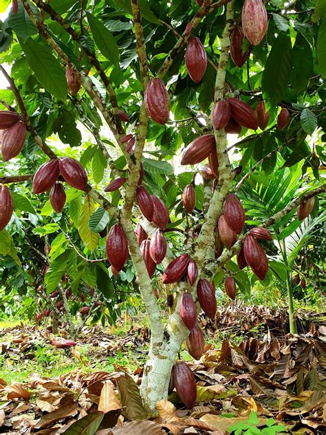 cacao tree