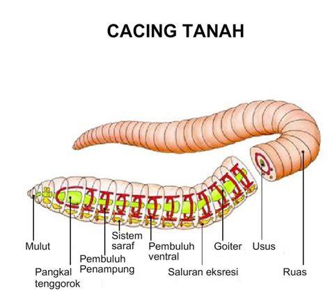 Cacing Tanah