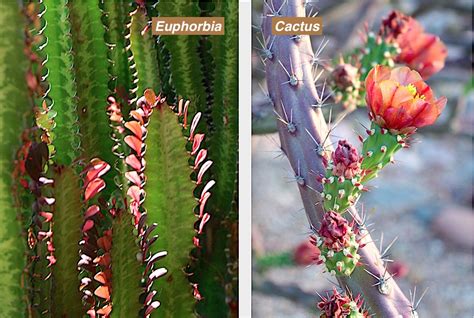 cactus and euphorbia