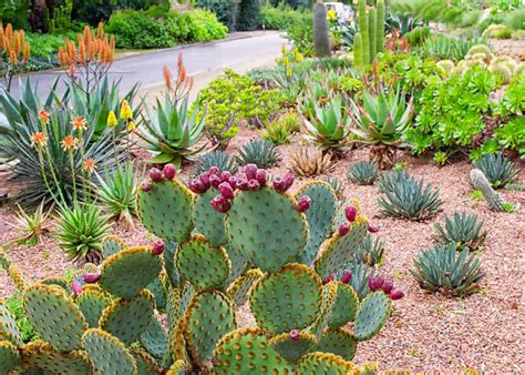 cactus and succulent garden