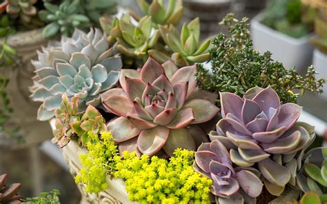 cactus and succulent plants