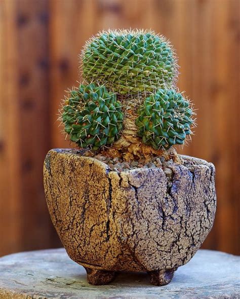 cactus bonsai