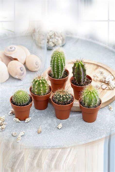cactus collection com