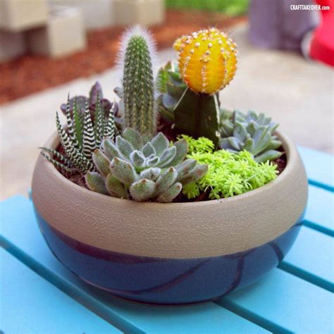 cactus container garden