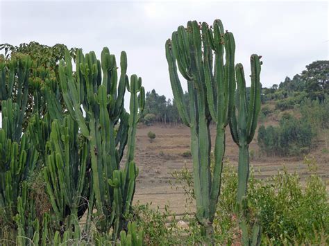 cactus euphorbia candelabrum