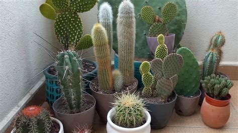 cactus feng shui