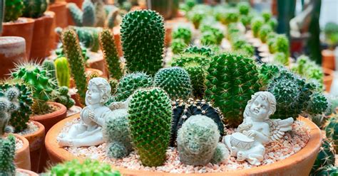 cactus feng shui