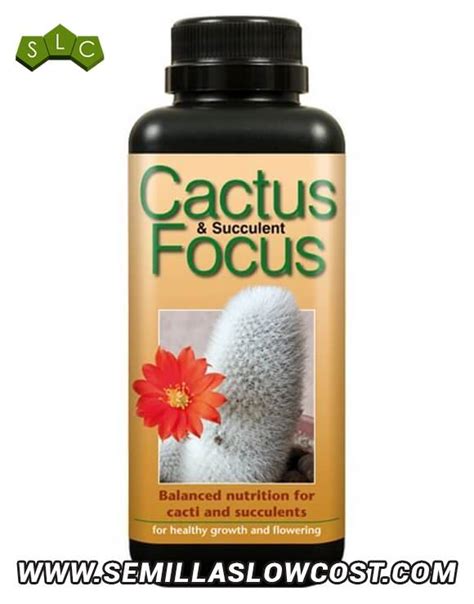 cactus focus